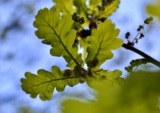 Parker Oak About Us Image