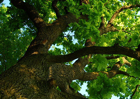 Parker Oak About Us Image